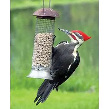 C&S Wild Bird Woodpecker Suet Nuggets Mega Box, 8 Pounds