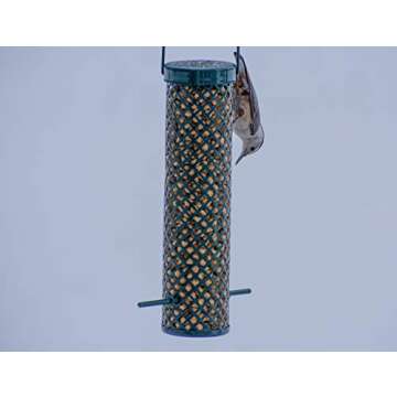 C&S Wild Bird Woodpecker Suet Nuggets Mega Box, 8 Pounds