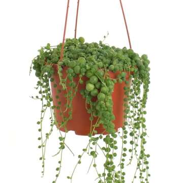 Shop Succulents 6" String of Pearls Hanging Succulent Live Plant, Versatile for Hanging Baskets, Ver...