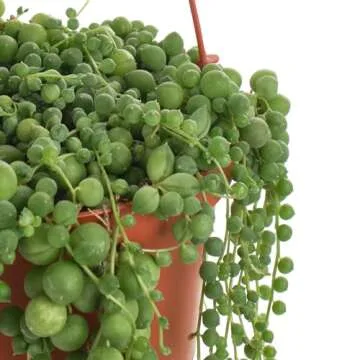 Shop Succulents 6" String of Pearls Hanging Succulent Live Plant, Versatile for Hanging Baskets, Vertical Gardens, Indoor & Outdoor Decor, Low-Maintenance Indoor Plant