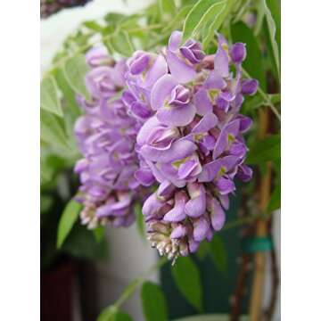 American Beauties Native Plants - Wisteria frut. 'Amethyst Falls' (American Wisteria) Vine, deep blue-purple flowers, #2 - Size Container