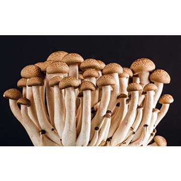 Malt Extract Agar (MEA) 56 grams