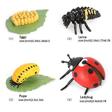 Ladybug Growth Cycle, Animal Growth Cycle Biological Model, Growth Stage Lifelike Ladybug Life Cycle...