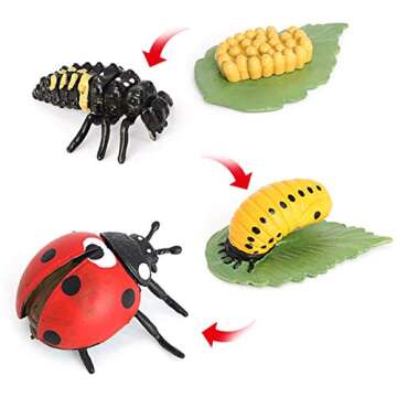 Ladybug Growth Cycle, Animal Growth Cycle Biological Model, Growth Stage Lifelike Ladybug Life Cycle Model Set for Kids Education Insect Themed Party Favors