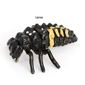 Ladybug Growth Cycle, Animal Growth Cycle Biological Model, Growth Stage Lifelike Ladybug Life Cycle Model Set for Kids Education Insect Themed Party Favors