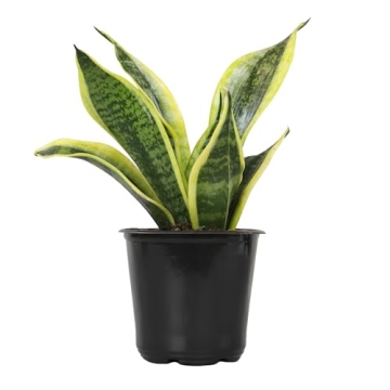 Live Snake Plant - Sansevieria trifasciata Superba Indoor Houseplant