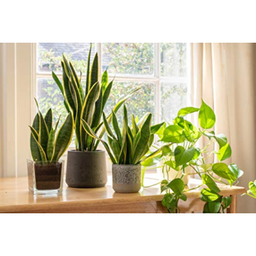 Live Snake Plant - Sansevieria trifasciata Superba Indoor Houseplant