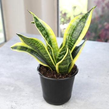 Live Snake Plant - Sansevieria trifasciata Superba Indoor Houseplant