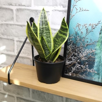 Live Snake Plant - Sansevieria trifasciata Superba Indoor Houseplant