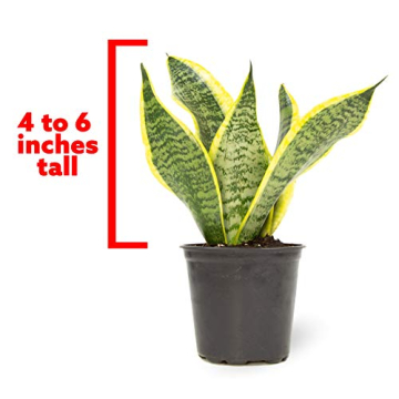 Live Snake Plant - Sansevieria trifasciata Superba Indoor Houseplant
