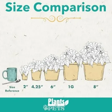 Live Snake Plant - Sansevieria trifasciata Superba Indoor Houseplant