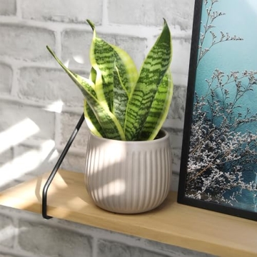 Live Snake Plant - Sansevieria trifasciata Superba Indoor Houseplant