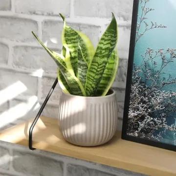 Live Snake Plant - Sansevieria trifasciata Superba Indoor Houseplant
