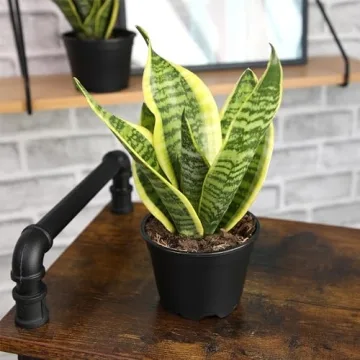 Live Snake Plant - Sansevieria trifasciata Superba Indoor Houseplant