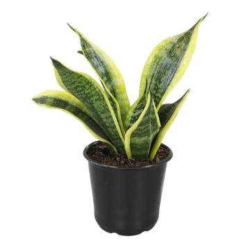 Live Snake Plant - Sansevieria trifasciata Superba Indoor Houseplant