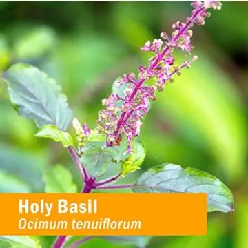 Organic Holy Basil Extract - Energy and Vitality Booster