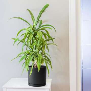 D'vine Dev 8 Inch Ceramic Planter Pot with Drainage Hole and Saucer, Indoor Cylinder Round Planter Pot, Black, 94-O-D-2