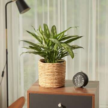 NEERGREVE Set of 2 Water Hyacinth Planter Pot Indoor for Plant, Flower Pot, Succulent Pot, Basket Planter, Decorative Pot Cover (Natural)