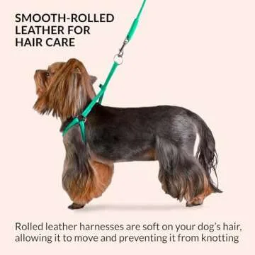 CollarDirect Rolled Leather Dog Harness Small Puppy Step-in Leash Set for Walking Pink Red White Blue Green Black Purple Beige Brown Yellow (Brown, S)