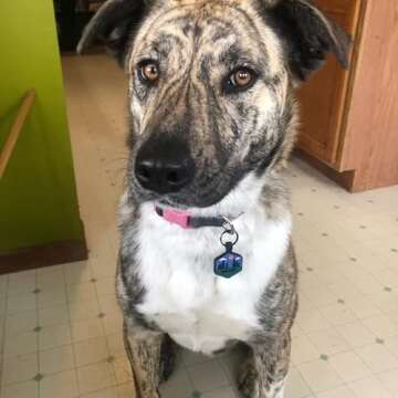 Silent Dog Tag - Personalized Silicone Pet ID Tag