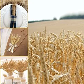 Uieke 17.7 Inches Dried Wheat Stalks, 200 Stems Dried Flowers 100% Natural Wheat for Home Kitchen We...