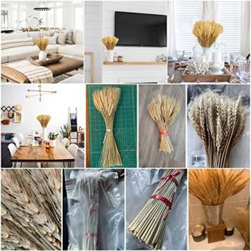 Uieke 17.7 Inches Dried Wheat Stalks, 200 Stems Dried Flowers 100% Natural Wheat for Home Kitchen Wedding Party Table Centerpiece Harvest Wreath Boho Farmhouse DIY Decoration