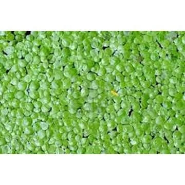 1000 Live Duckweed Plants for Aquatic Ecosystems