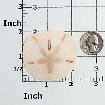 Sand Dollar Silicone Mold Food Safe Fondant, Chocolate, Candy, Resin, Polymer Clay, Soap, Craft, Jew...