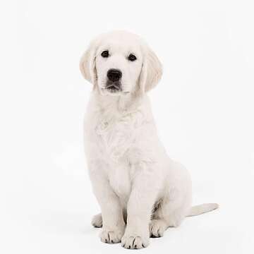 Kate White Paper Backdrops for Photography Seamless Paper Roll Background Paper Backdrop Rolls, 4.4x32ft(52" x32'), Arctic White