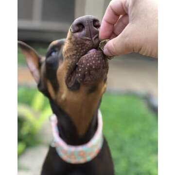 Remy’s Kitchen Freeze Dried Dog Treats for All Breeds