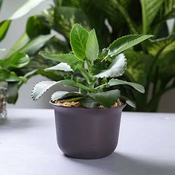 Durable T4U Plastic Planter Pots Set for Indoor Gardening