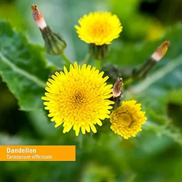 Organic Dandelion Liquid Extract for Natural Detox Support