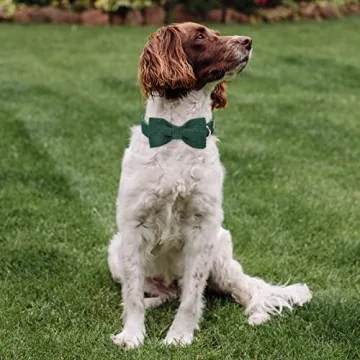 Babole Green Adjustable Dog Collar with Bow Tie for Small Dogs