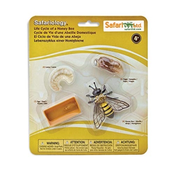 Safari Ltd Honey Bee Life Cycle Educational Toy for Kids
