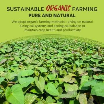 SUNGIVEN Organic Glass Noodles 18 Pack, Sweet Potato Vermicelli, 240 Calories Per Serving, Gluten-Free, Vegan, No Sodium, Pasta Alternative, 45oz(1.28kg)