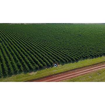 Taragüi Yerba Mate with Stems, 500 gr - 1.1 lbs (Red Pack)