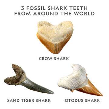 NATIONAL GEOGRAPHIC Shark Tooth Dig Kit, Excavate 3 Real Shark Fossils Including Sand Tiger, Otodus and Crow Shark - Great Science Gift for Marine Biology Enthusiasts of Any Age