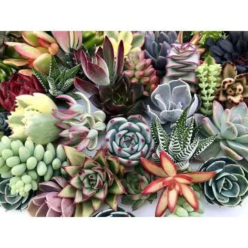 10 Unique Live Succulent Cuttings for Gardens