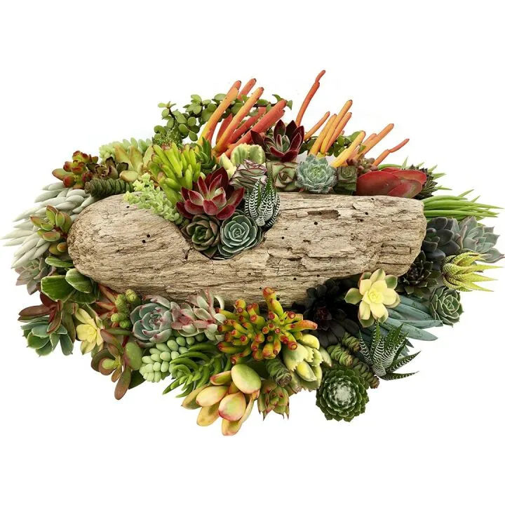 10 Unique Live Succulent Cuttings for Gardens
