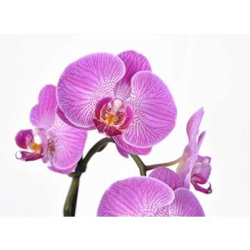 Perfect Plants Orchid Food - Bloom Booster for Orchids