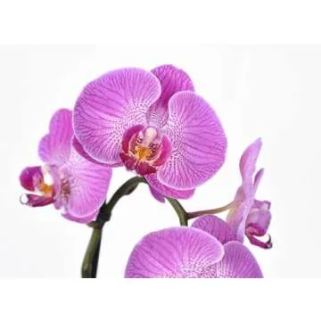 Perfect Plants Orchid Food - Bloom Booster for Orchids
