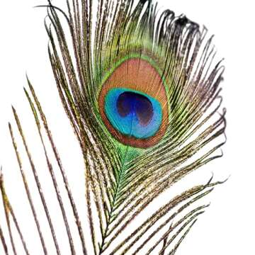 Piokio 50 pcs Peacock Feathers in Bulk 10-12 inch(25-30 cm) Bulk for DIY Craft, Wedding, Mardi Gras ...