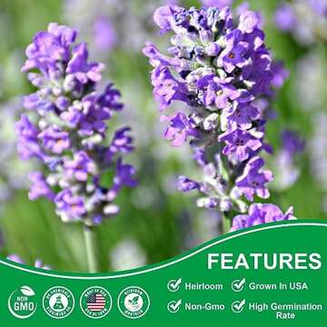 10000+ English Lavender Seeds for Planting Indoors or Outdoors - Non-GMO Heirloom Seeds with Instructions to Plant and Grow a Fragrant Indoor or Outdoor herb Garden