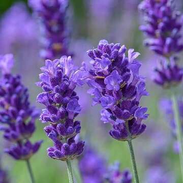 10000+ English Lavender Seeds for Planting Indoors or Outdoors - Non-GMO Heirloom Seeds with Instructions to Plant and Grow a Fragrant Indoor or Outdoor herb Garden