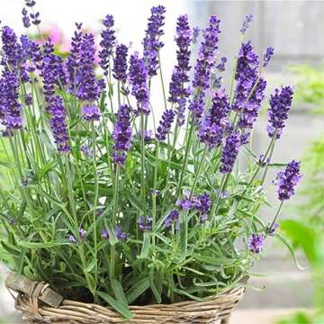 10000+ English Lavender Seeds for Planting Indoors or Outdoors - Non-GMO Heirloom Seeds with Instructions to Plant and Grow a Fragrant Indoor or Outdoor herb Garden