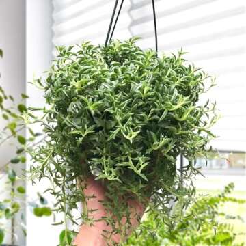 Rare Succulent String of Dolphins - Easy Care House Plant