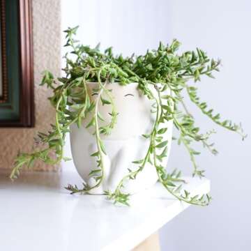 Rare Succulent String of Dolphins - Easy Care House Plant