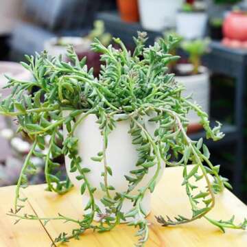 Rare Succulent String of Dolphins - Easy Care House Plant