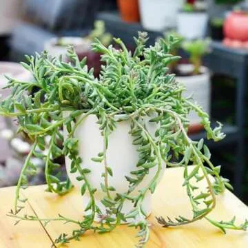 Rare Succulent String of Dolphins - Easy Care House Plant