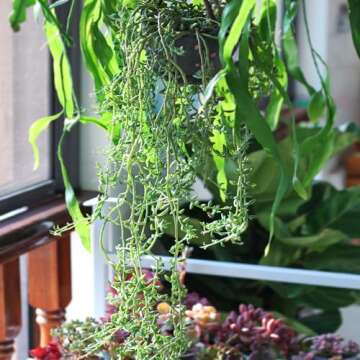 Rare Succulent String of Dolphins - Easy Care House Plant